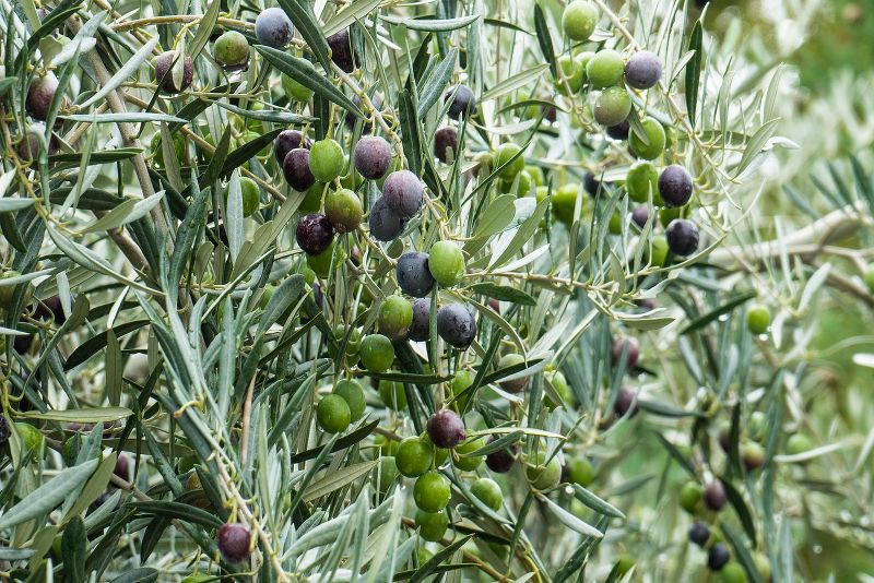 Come avviene la raccolta delle olive: tutto ciò che devi sapere